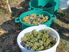 vendanges2026
